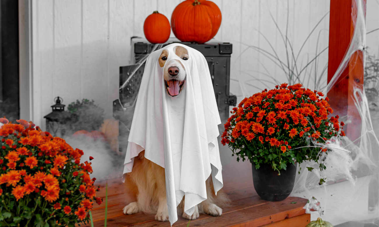 Blog: No Tricks, Just Treats: How to Prep Your Pet for Halloween Night, by TropiClean. Dog in ghost costume.