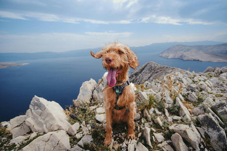 Blog: Top Five Pet-Friendly National Parks for Your Next Adventure, by TropiClean. Image of dog on mountain.