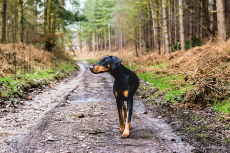 TropiClean Blog: Dog Hiking Essentials: Flea Protection and Post-Adventure Cleanups, Doberman dog walking on trail