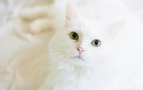 Blog: A Pet Tear Stain Remover That Smells as Sweet as It Feels, by TropiClean. Image of a white cat.