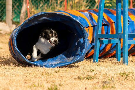 Blog: Ready, Set, Zoom! How to Start Agility Adventures With Your Dog, by TropiClean. Dog in agility course