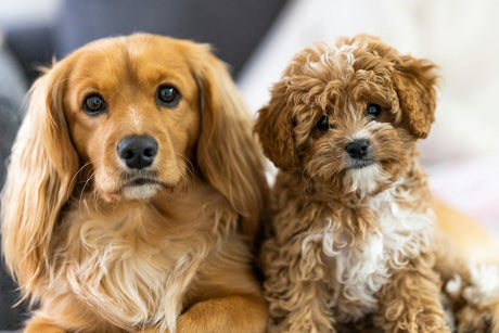 Blog: Healthy Coats. Happy Dogs. Honest Products. TropiClean. Image of two brown dogs.