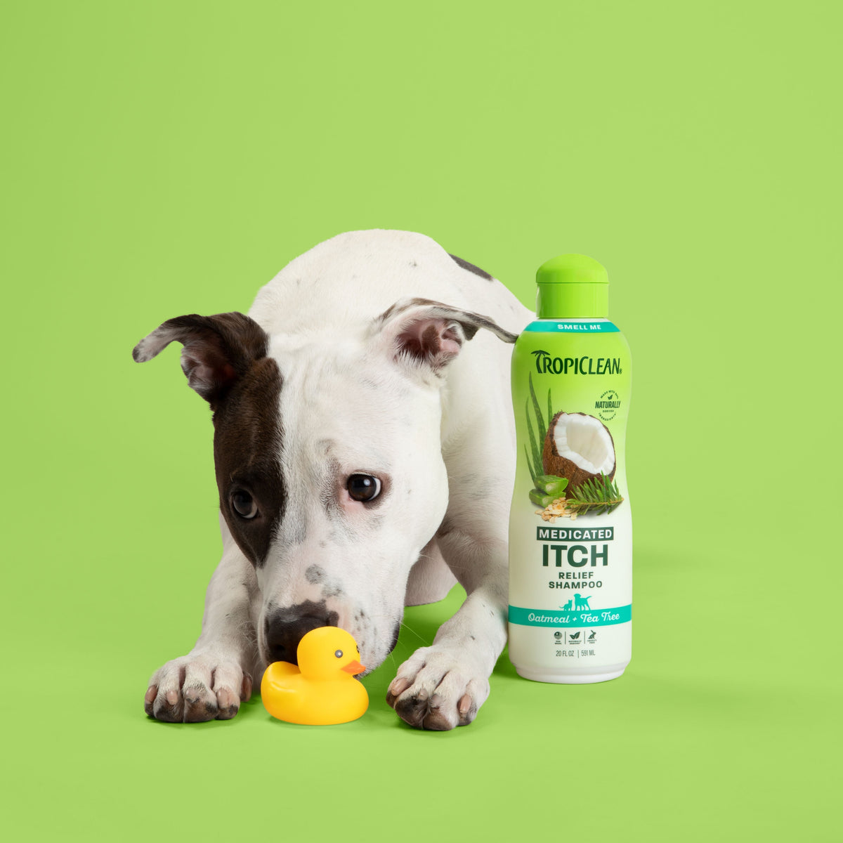 allergy itch relief shampoo what is the best shampoo for dogs with skin allergies