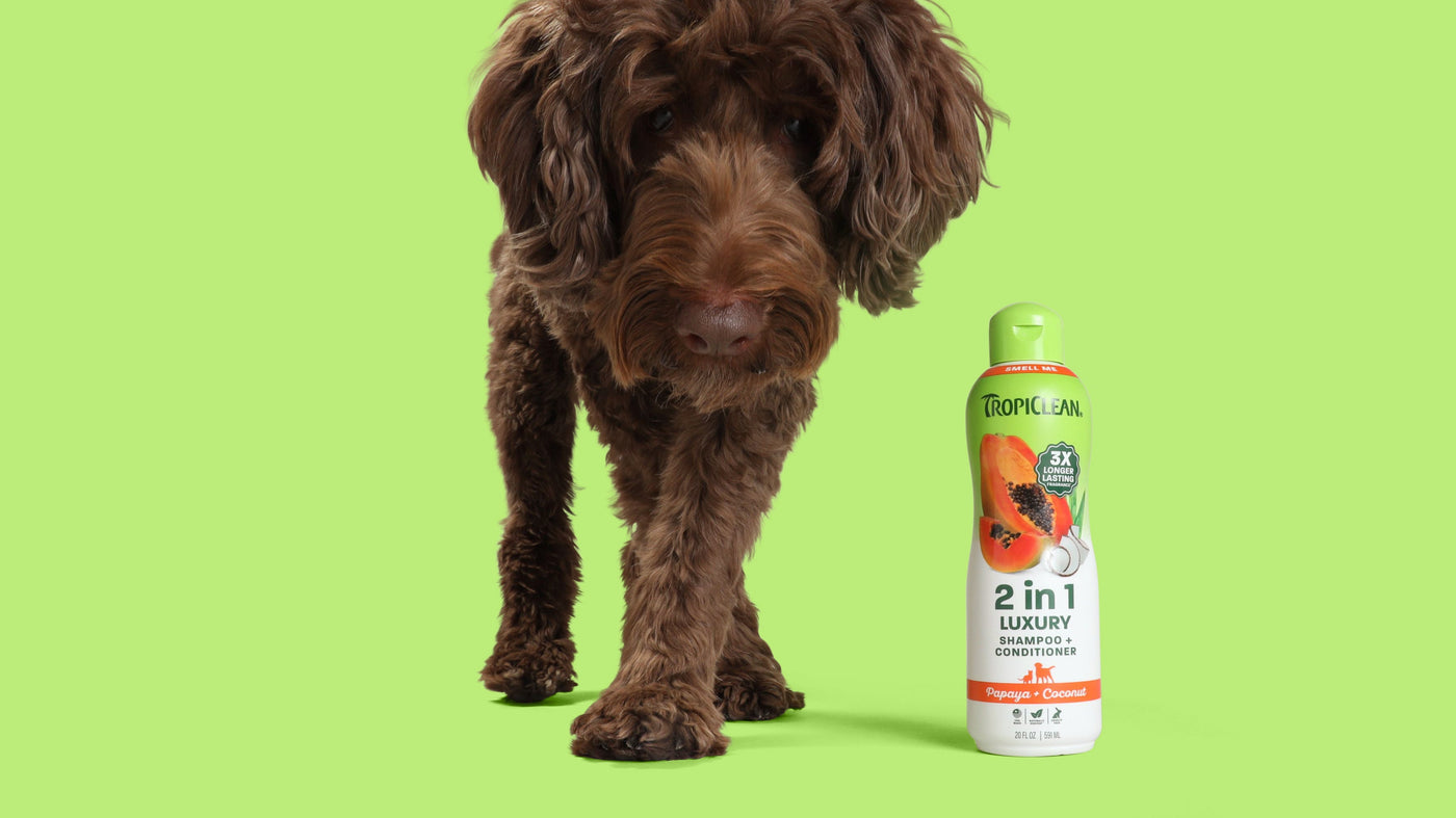 Dog standing next to a bottle of 2-in-1 shampoo and conditioner on a green background