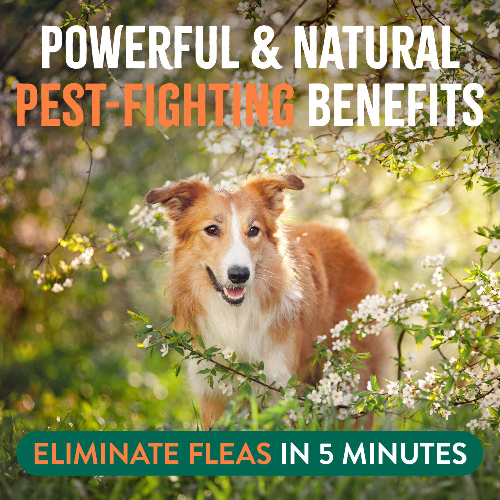 TropiClean Flea and Tick Pet & Bedding Spray for Dogs. Dog standing among flowers with text about powerful and natural pest-fighting benefits and flea elimination.