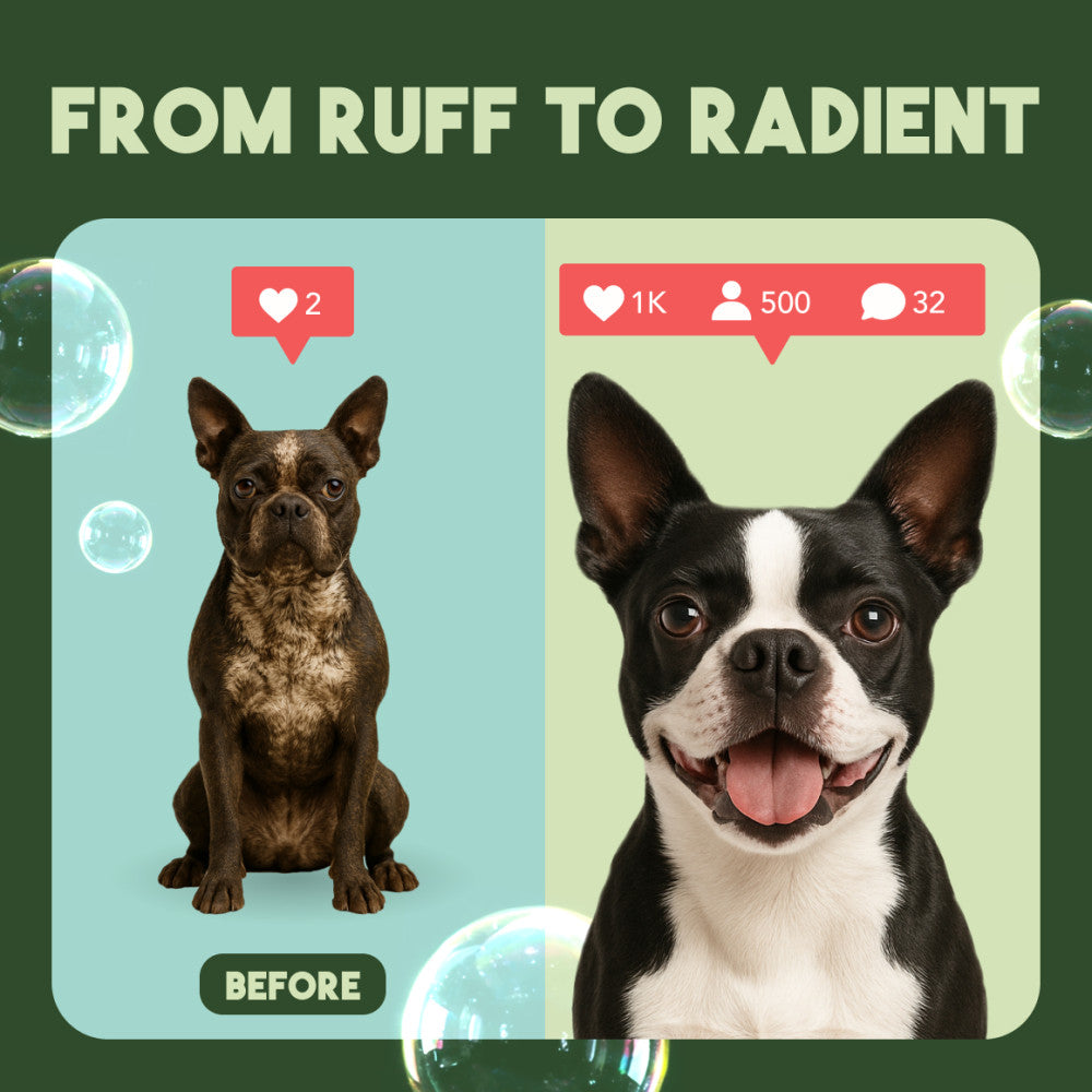 Before and after comparison of two dogs with text 'From Ruff to Radiant' on a green background.