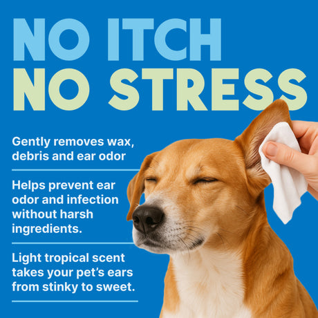 Beagle gog being cleaned with a TropiClean Mild Coconut Dog & Cat Ear Cleaning Wipes, text about ear care product on a blue background