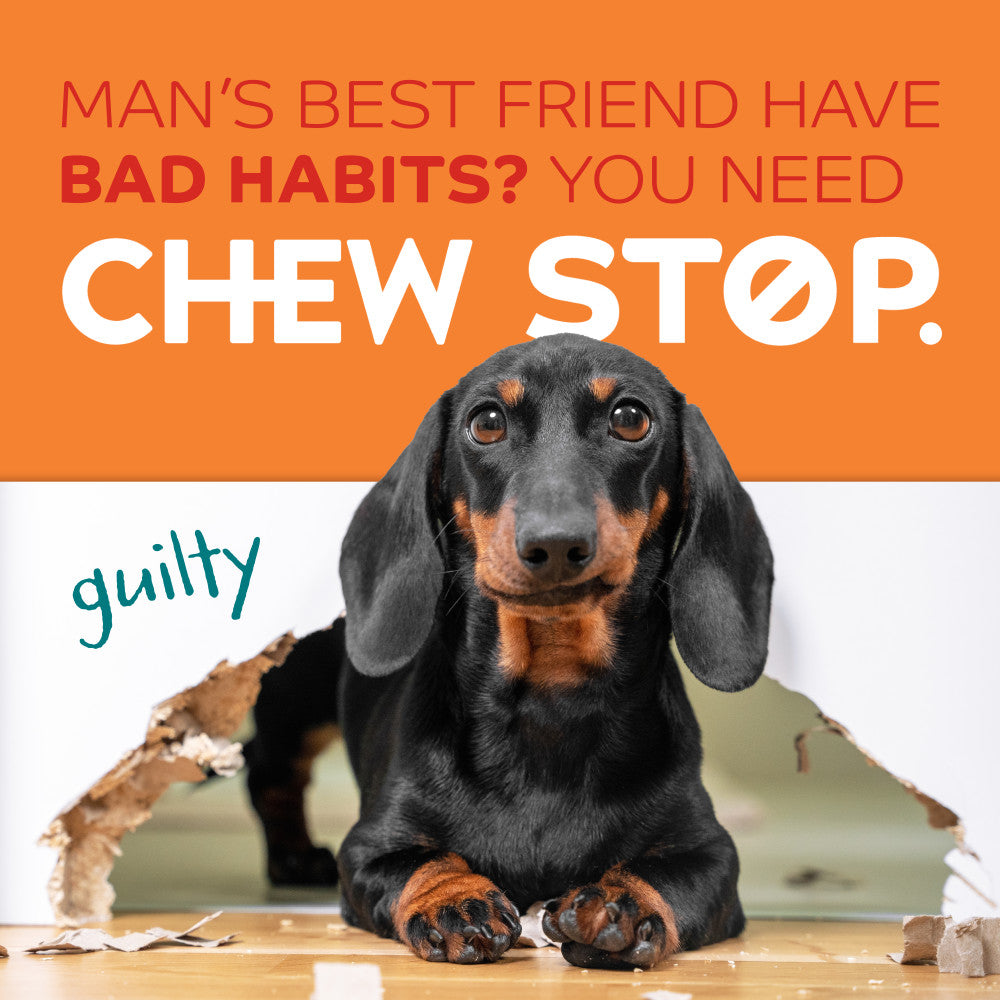 Dog with chew damage and 'Chew Stop' advertisement for TropiClean Chew Stop Dog Behavior Aid Home Spray