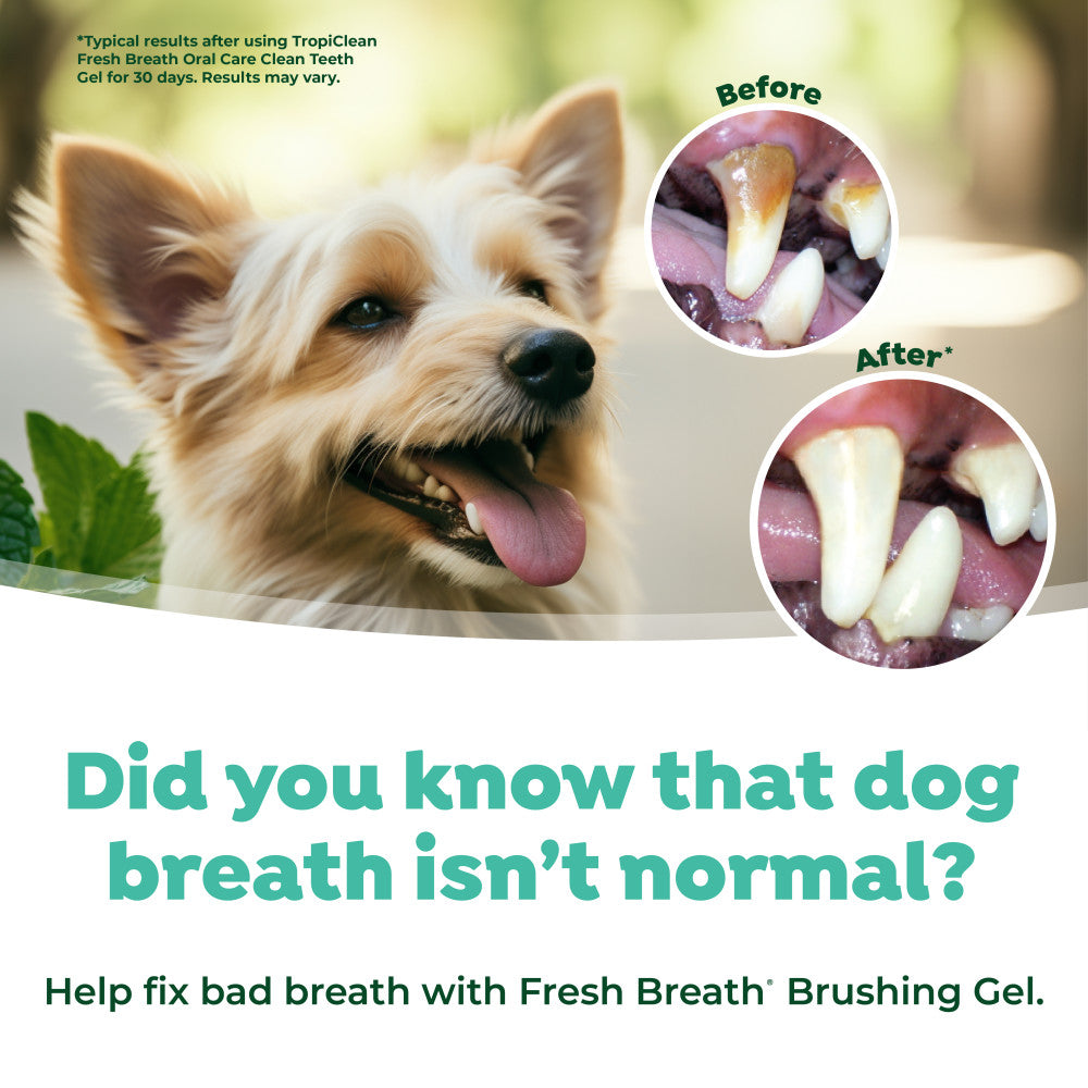 Dog with a healthy smile and dental before-and-after images, promoting Fresh Breath pet brushing gel.
