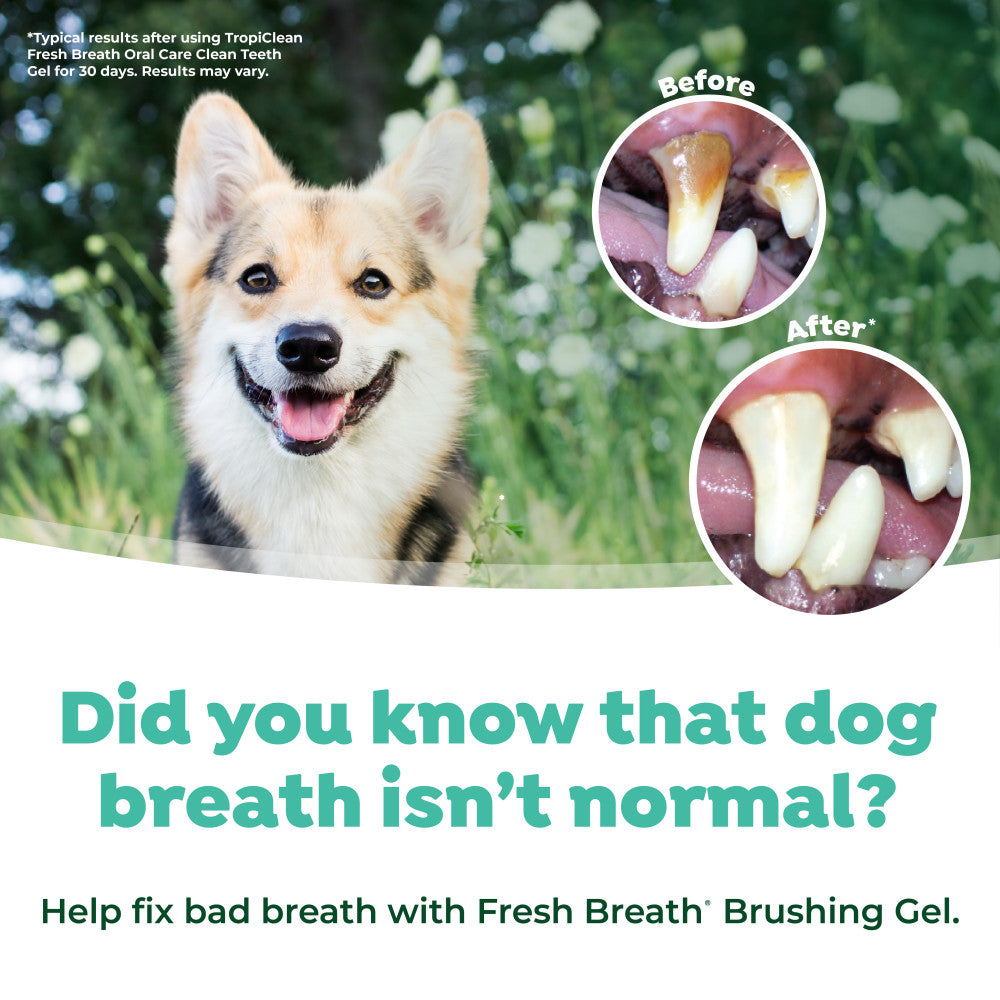 Dog with dental health before and after images and promotional text for Fresh Breath by TropiClean Oral Care Kit for Dogs,.