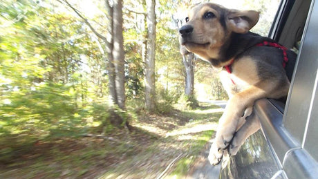 Blog: Your Pet Is Your Wellness Partner: They Support Your Mental Health. Dog riding in car.