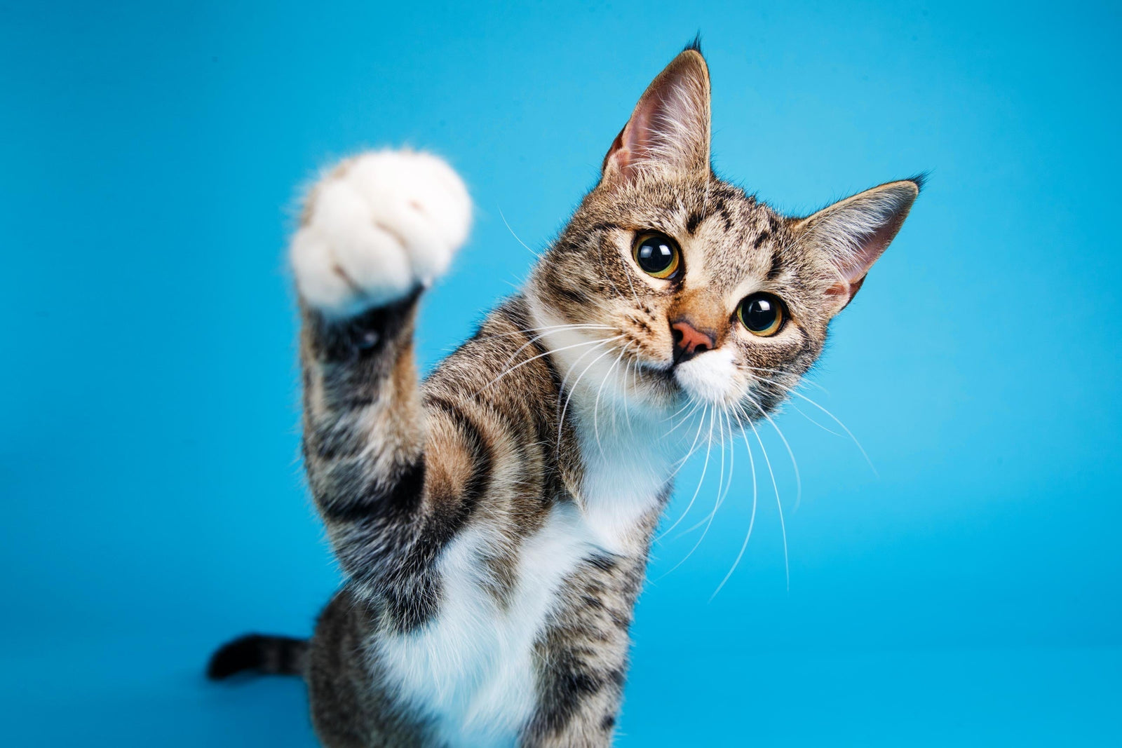 Blog: International Cat Day: Celebrating the Cool, Clean, and Confident Cat by TropiClean, image of a cat