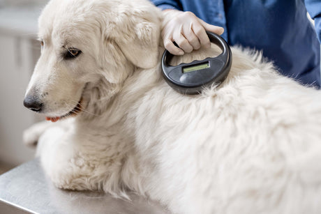 Blog: National Check the Chip Day: A Simple Step That Could Save Your Pet’s Life, image of a dog being checked for a chip