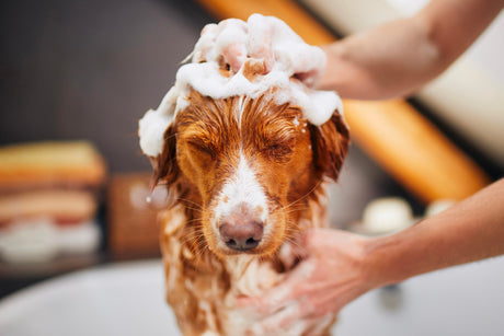 Blog: Who We Are and Why Pet Parents Trust Us by TropiClean, dog in shampoo