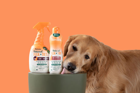 Image of Dog with Natural Flea and Tick Shampoo and Spray