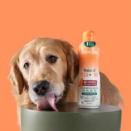 Why August Is Peak Flea & Tick Season (And How One Bath Can Help)