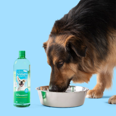 Why Your Dog's Bad Breath Might Mean More Than You Think