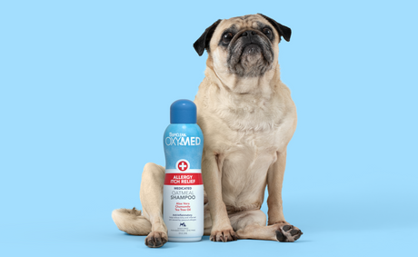 Why Your Dog Won't Stop Scratching & How the Right Dog Shampoo Can Help