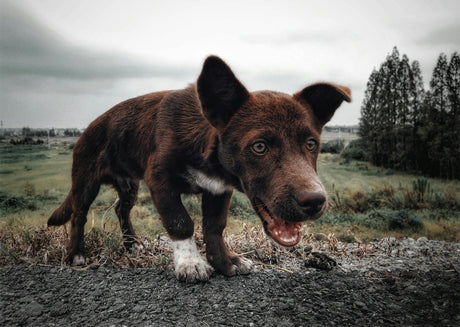 Blog: World Frog Day: What Pet Parents Should Know About Frogs, Toads & Pet Safety, by TropiClean. Image of brown dog.