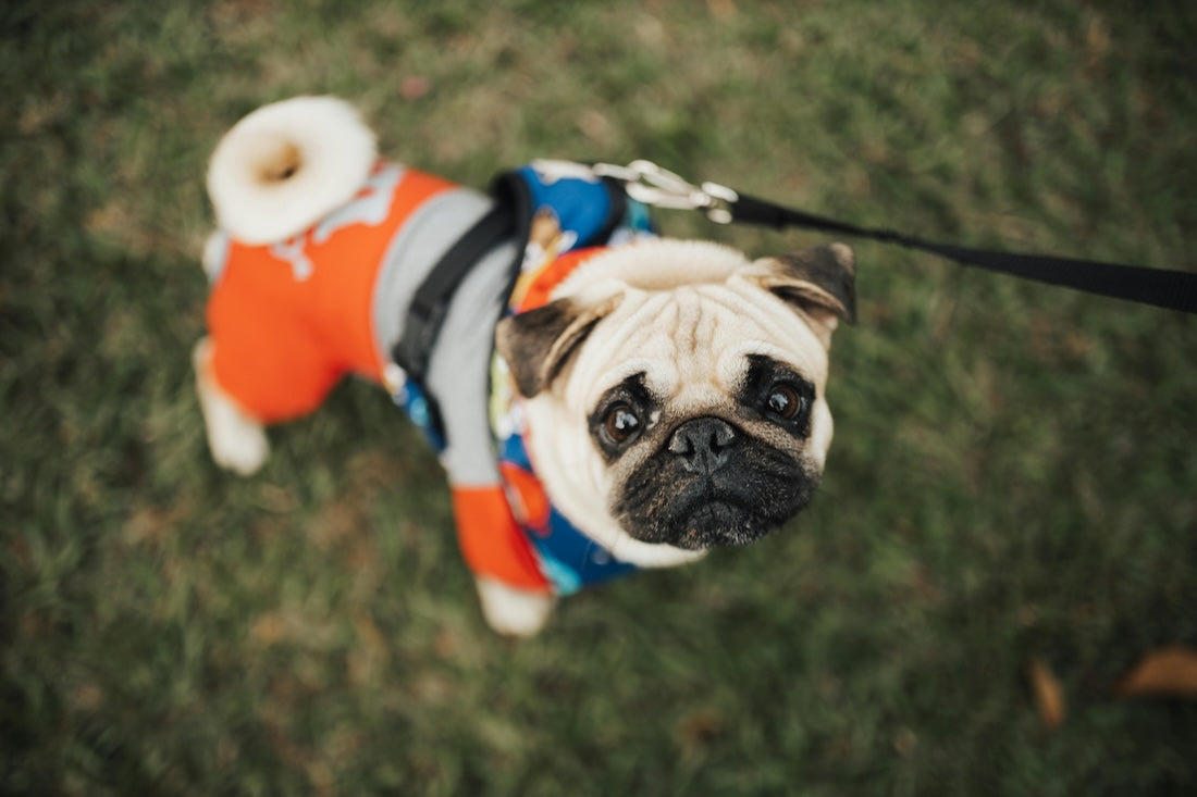 Blog: Step Into National Walk Your Dog Week: More Than Just a Stroll by TropiClean, pug in vest and on leash