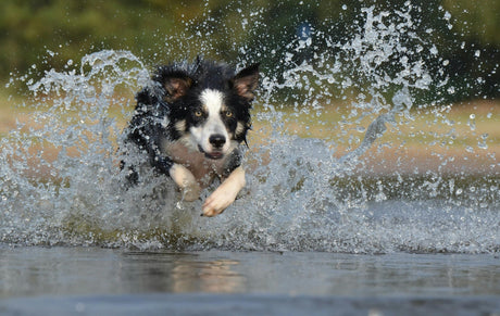 Blog: Labor Day Adventures? Don’t Forget Flea & Tick Protection for Your Dog, dog running in water