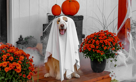 Blog: No Tricks, Just Treats: How to Prep Your Pet for Halloween Night, by TropiClean. Dog in ghost costume.