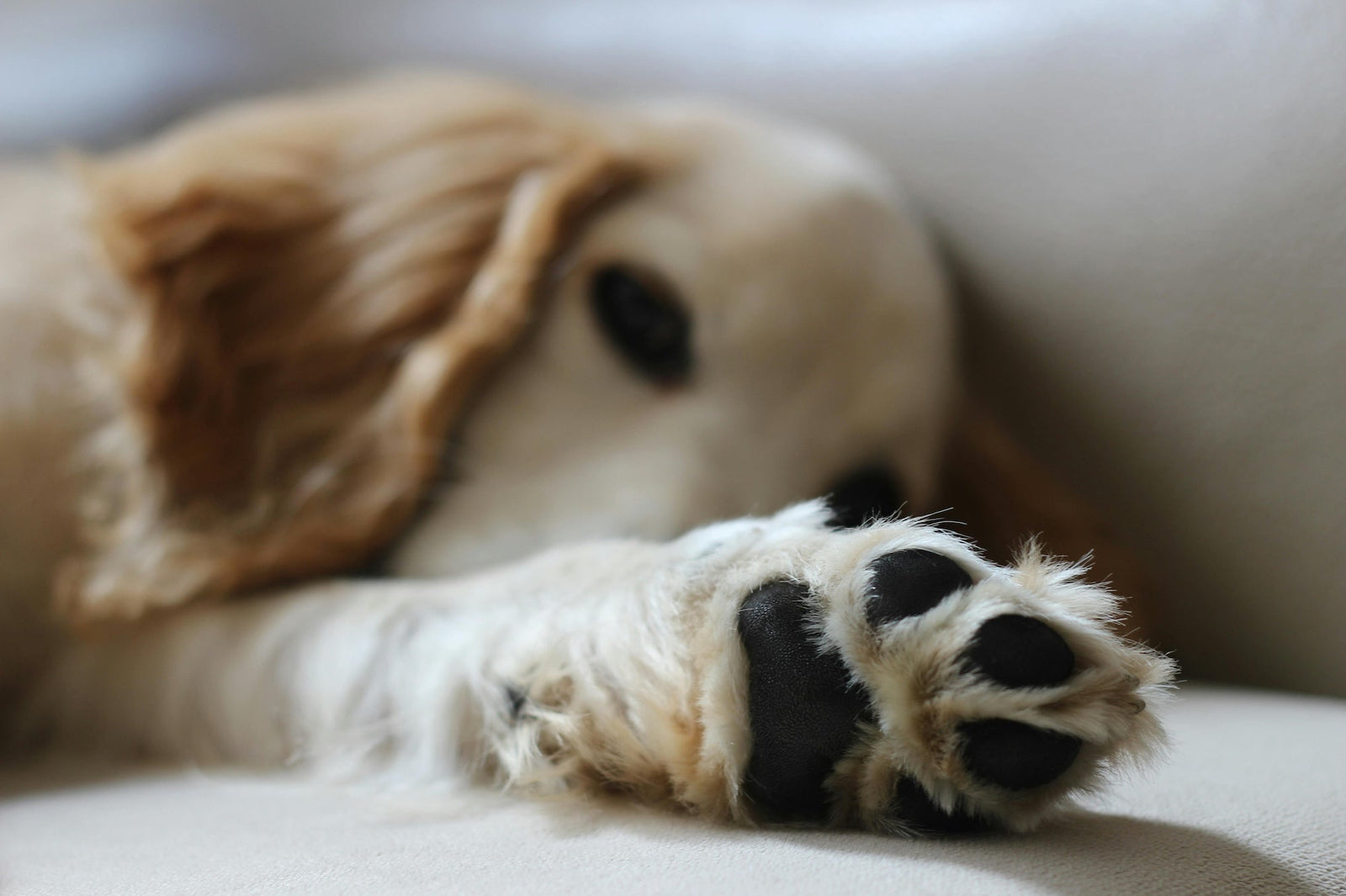 Blog: Soft Paws, Happy Pets: Why OxyMed Paw Spray Is a Must-Have for Pet Parents, by TropiClean. Image of dog paw