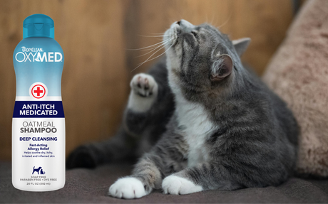 Tired of the Scratch Fest? Try This Oatmeal & Tea Tree Itch Relief Shampoo