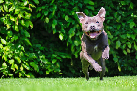 Blog: Loyal, Loving, Misunderstood: Pit Bull Awareness Month by TropiClean, brown pit bull running