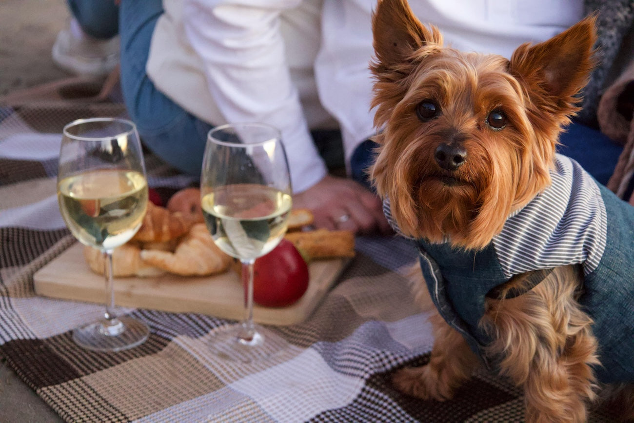 Blog: Celebrate Mother’s Day With Your Pets: Grooming & Spa Tips by TropiClean. Image of dog by table.