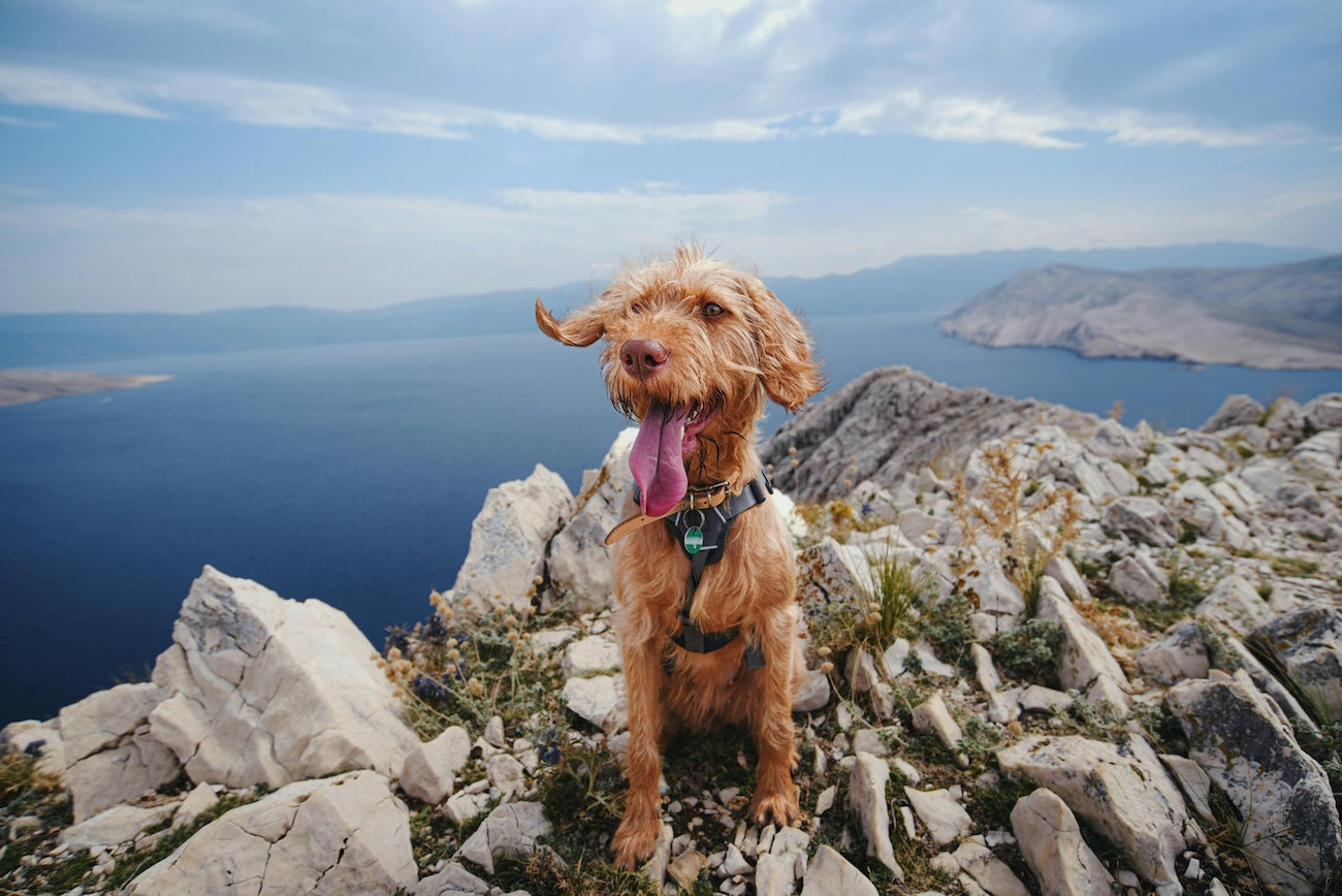 Blog: Top Five Pet-Friendly National Parks for Your Next Adventure, by TropiClean. Image of dog on mountain.