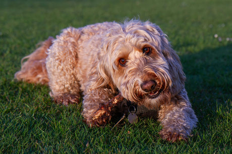Blog: The Ultimate Guide to Grooming Your Doodle: Tips for Every Coat Type, by TropiClean, image of a Doodle.
