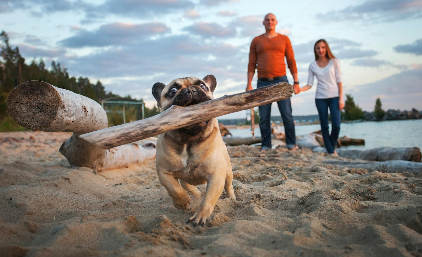 Blog: National Love Your Pet Day: The Ultimate Guide to Loving Your Pets Back, by TropiClean. Dog with stick..