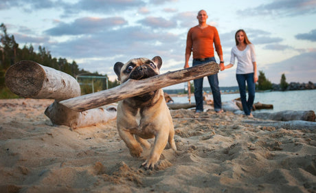 Blog: National Love Your Pet Day: The Ultimate Guide to Loving Your Pets Back, by TropiClean. Dog with stick..