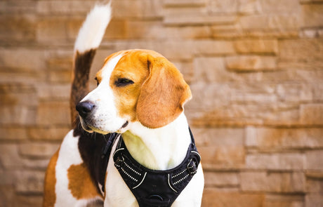 Blog: Happy National Beagle Day: Grooming Tips for Active Dogs, by TropiClean. Image of a Beagle.