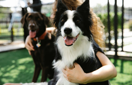 Blog: The Ultimate National Dog Daycare Checklist: Choosing the Right One, by TropiClean. Two dogs in daycare.