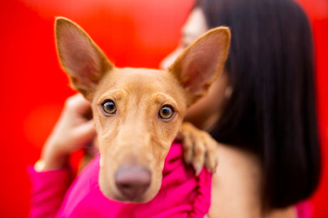 Blog: Hot Spots 101: Why They Happen & How TropiClean Home Vet Can Help, by TropiClean. Brown dog with big ears.