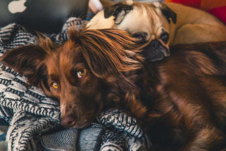 Blog: Protect Your Dog: Flea & Tick Prevention and Bite Care, by TropiClean. Image of two dogs.
