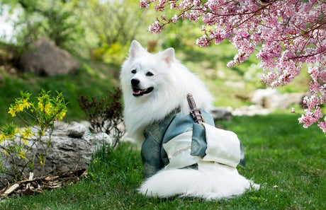 Blog: Get Your Pet Camera-Ready: Grooming Tips for Dress Up Your Pet Day by TropiClean. Dog in Samurai costume.