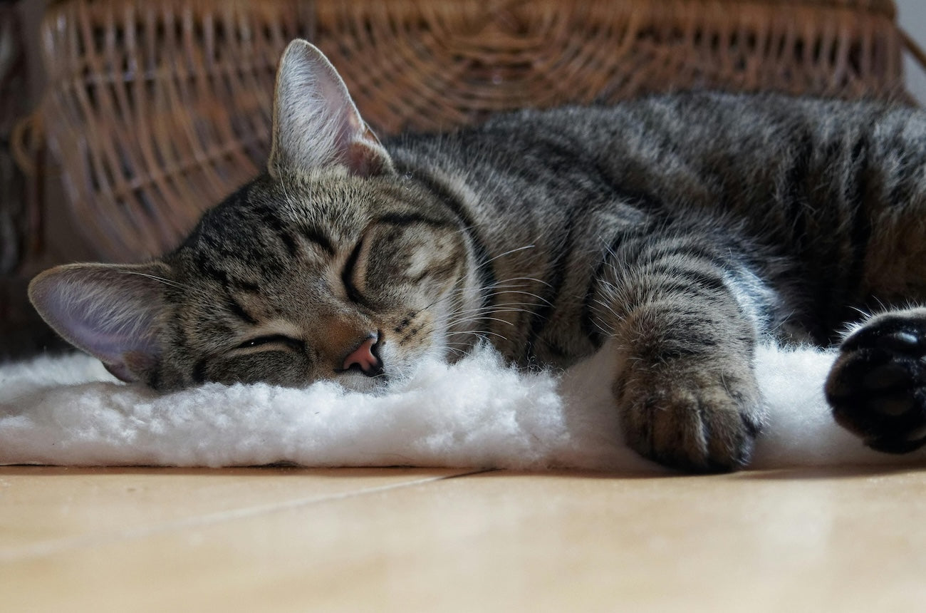 Blog: Keep Your Cat Healthy and Happy: Fresh Breath & Urinary Support in One Bowl, by TropiClean. Cat sleeping with water additive.