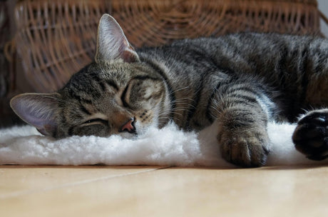 Blog: Keep Your Cat Healthy and Happy: Fresh Breath & Urinary Support in One Bowl, by TropiClean. Cat sleeping with water additive.