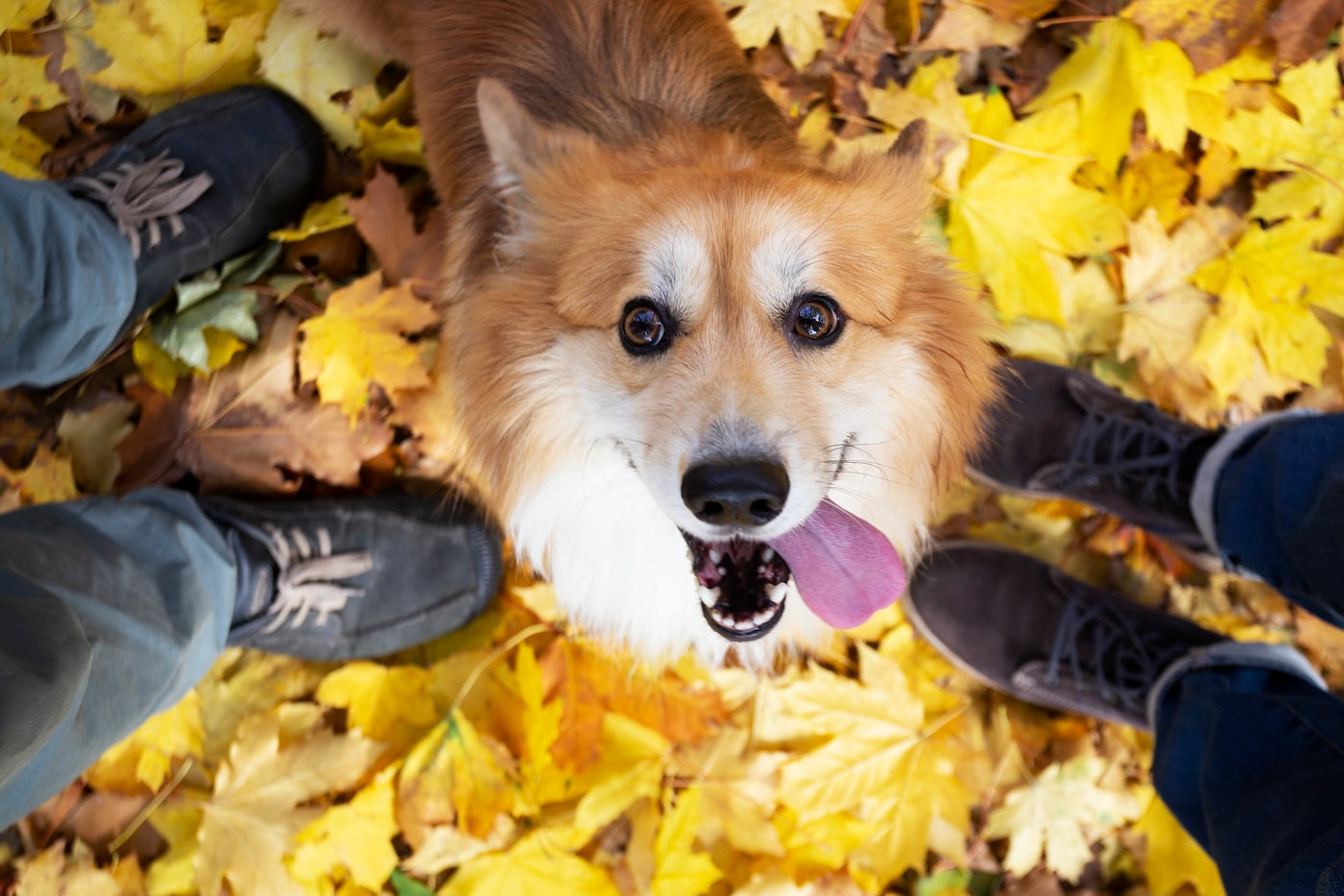 Blog: A Thanksgiving to Our Pets: Grateful for Their Unconditional Love, by TropiClean. Corgi dog with a happy face.