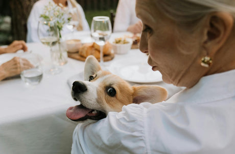 What Every Pet Parent Should Know About Holiday Food Safety