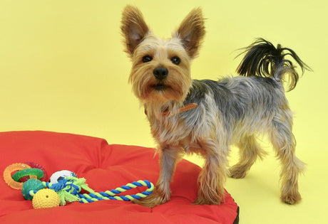 Blog: Easy Ways to Exercise Your Dog Indoors (Mind & Body!) by TropiClean. Dog with toys.