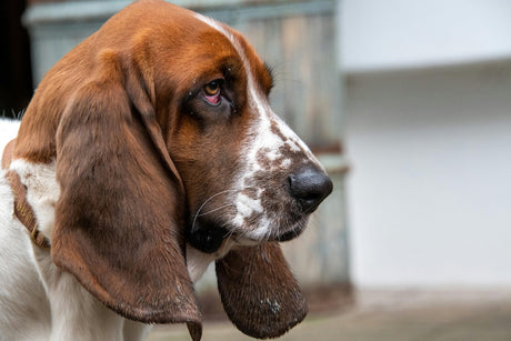 Blog: How to Clean Your Dog’s Ears Safely: Step-by-Step Guide & Tips by TropiClean, image of basset hound