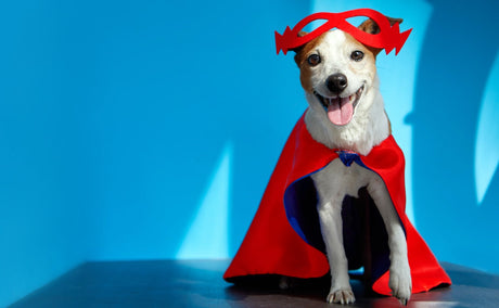 Blog: National Superhero Day: Celebrate Your Pet, Your Everyday Hero, by TropiClean. Dog with a cape and mask.