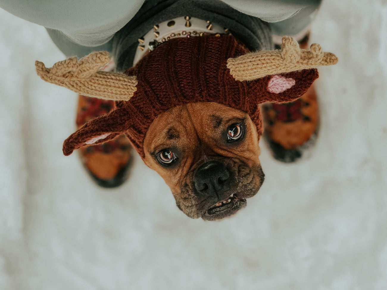 Blog: Top Holiday Gifts for Pets — And the Humans Who Love Them, by TropiClean. Dog wearing holiday sweater with antlers.