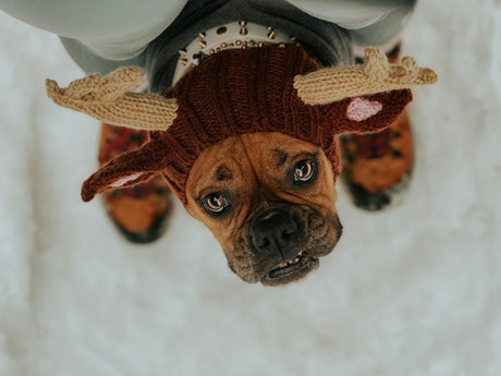Blog: Top Holiday Gifts for Pets — And the Humans Who Love Them, by TropiClean. Dog wearing holiday sweater with antlers.