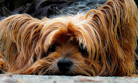 Blog: National Parvo Awareness Day: What Every Dog Parent Should Know. Close up of a dog.