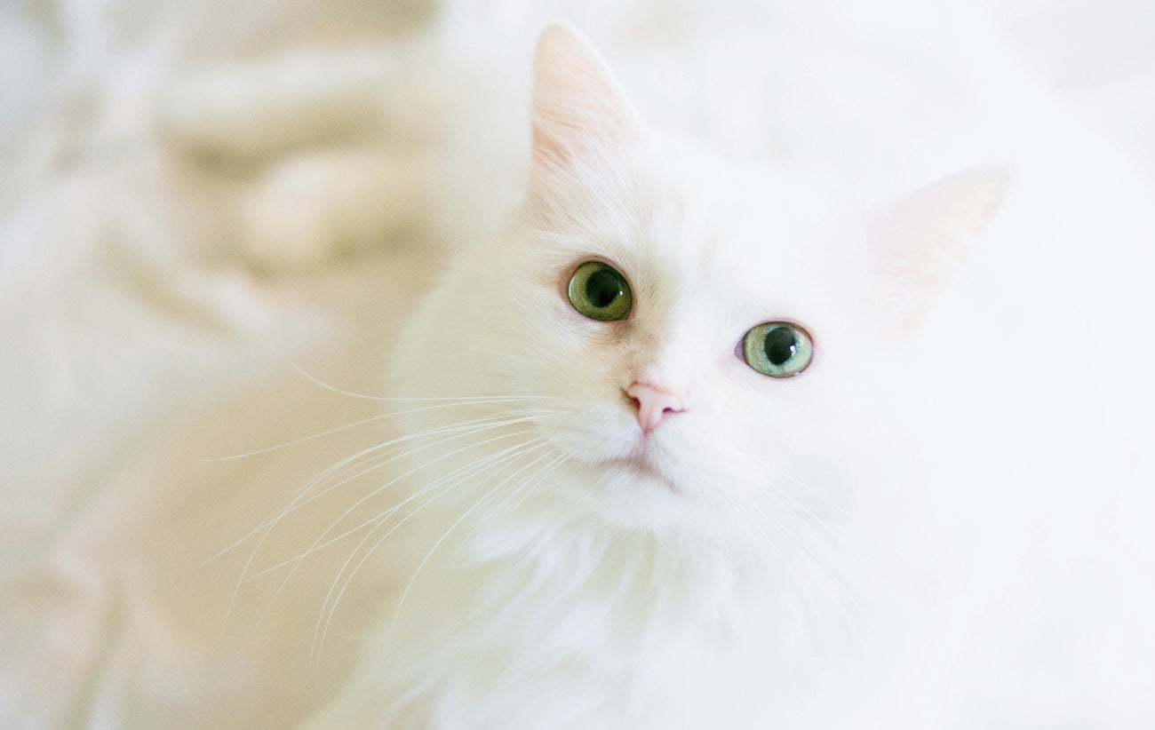 Blog: A Pet Tear Stain Remover That Smells as Sweet as It Feels, by TropiClean. Image of a white cat.
